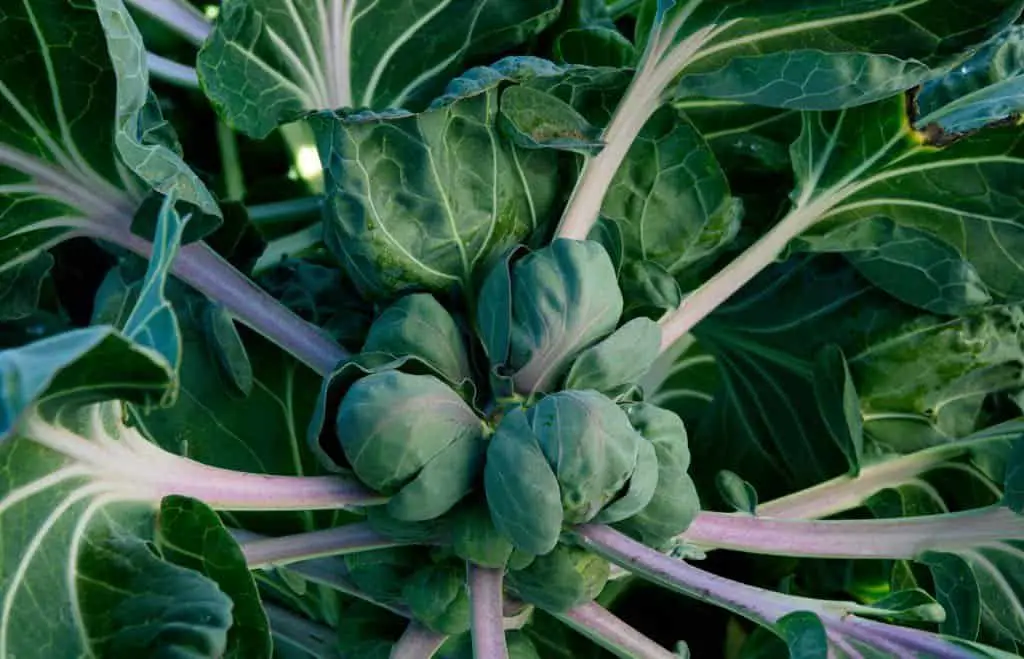 brussel sprouts plants