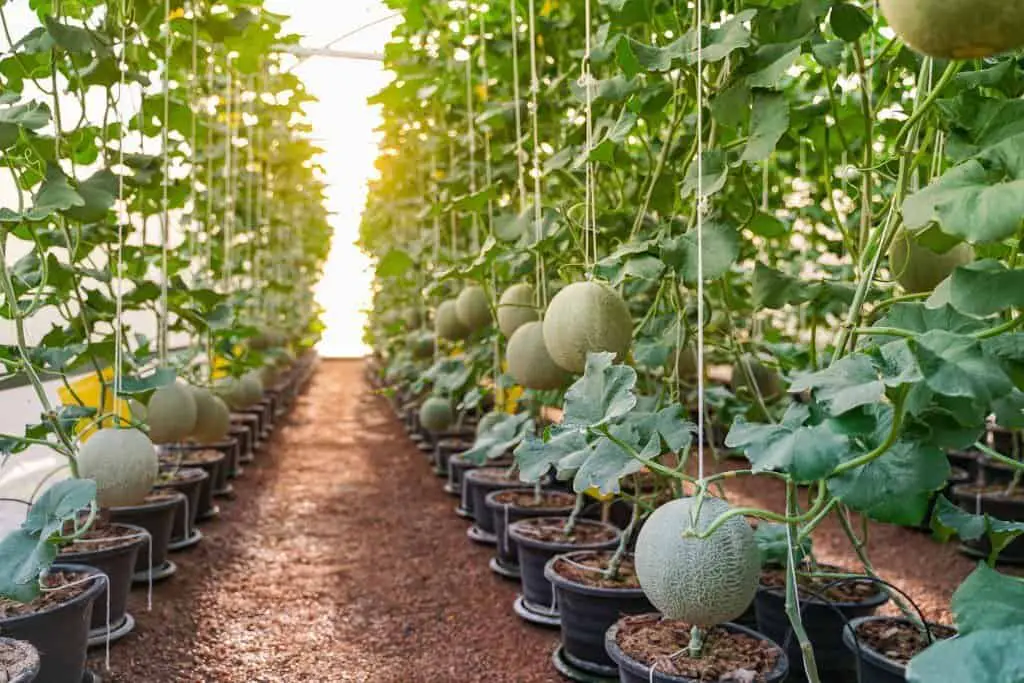 cantaloupe seedlings