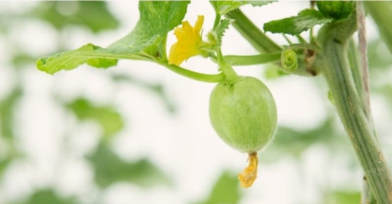 cantaloupe plant has both male and female flowers