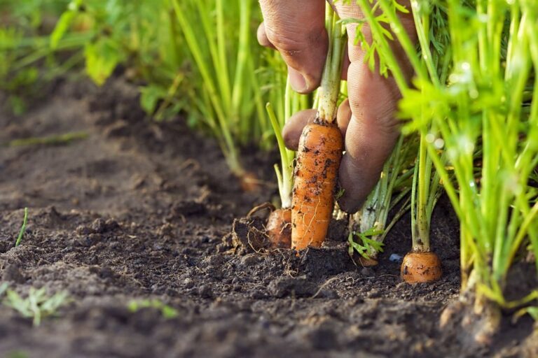 Where Do Carrots Grow? Best Place and Ideal Conditions for Planting Carrots