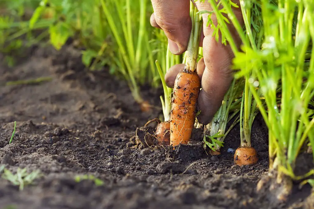 carrot plant care