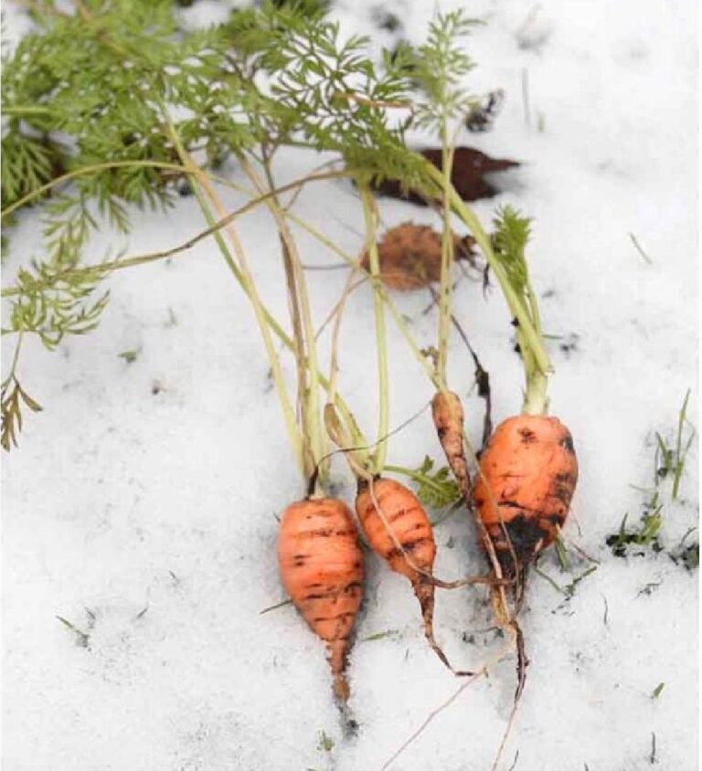 How Cold Can Carrots Tolerate for Growing? Carrots Temperature Tolerance