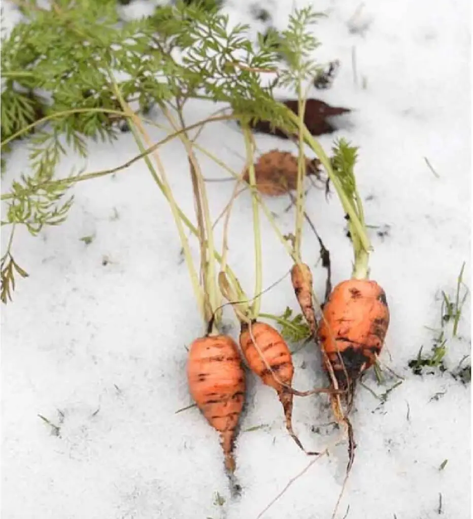 carrots grow winter frost