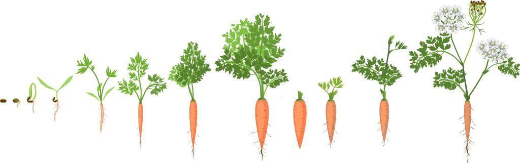 carrots life cycle growth stages