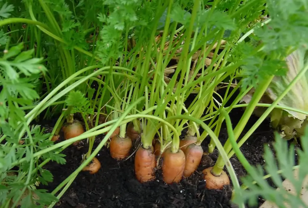 carrot plants