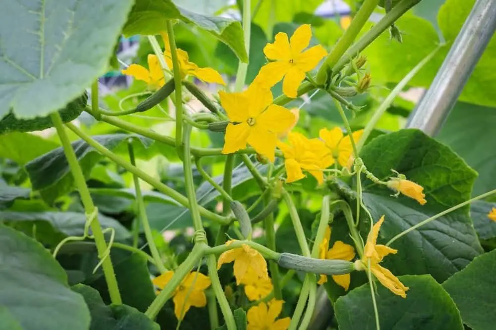 cucumber flowers with fruit