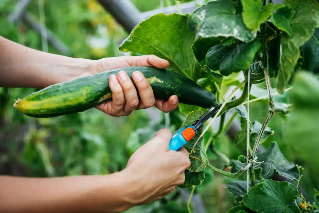 cucumber harvesting increase yield