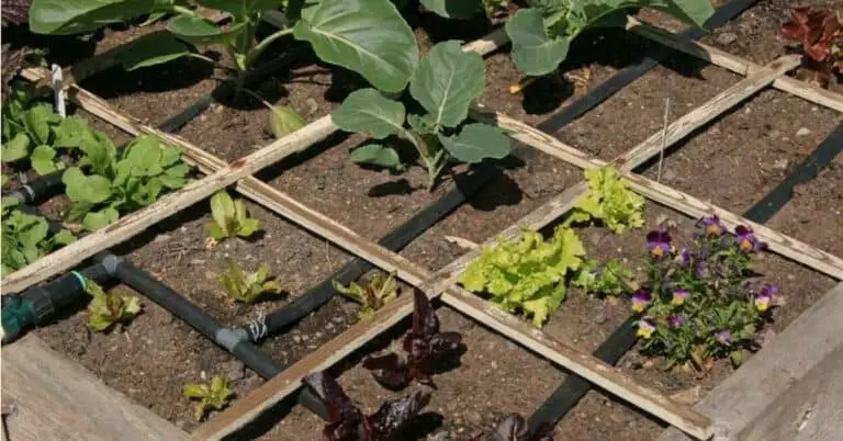 How to Sterilize Soil in Raised Beds for Healthy Plant Growth