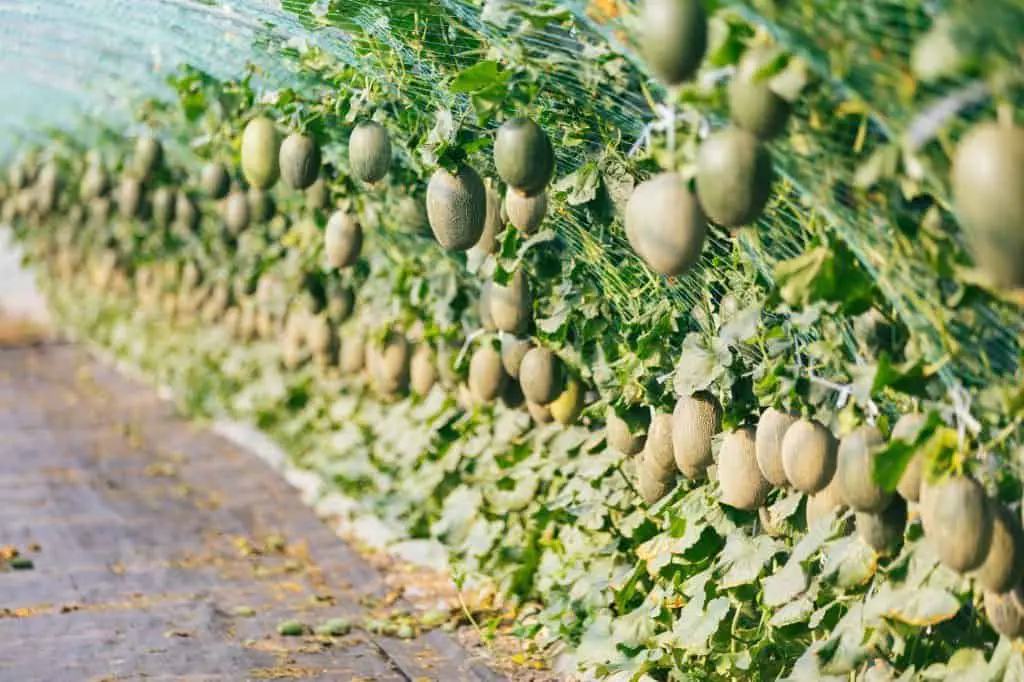 Growing cantaloupe on a trellis