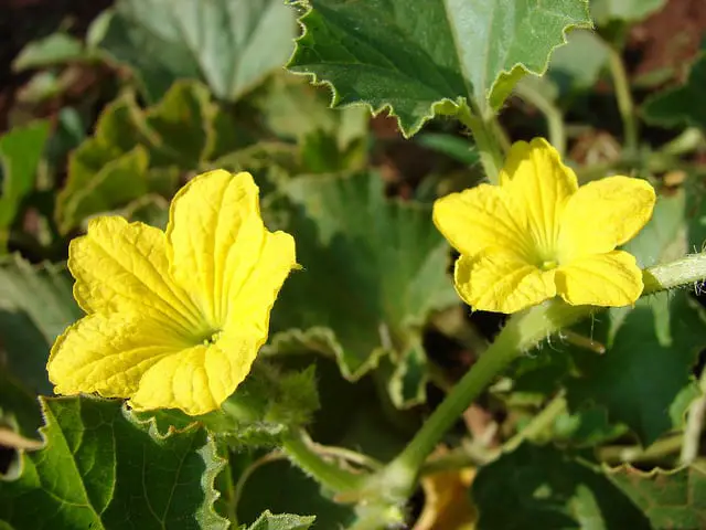 cantaloupe flowerings