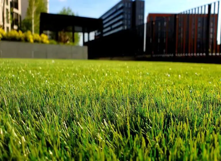 7 Easy Ways To Improve Your Lawn: Simple Tips for Healthier Lawn