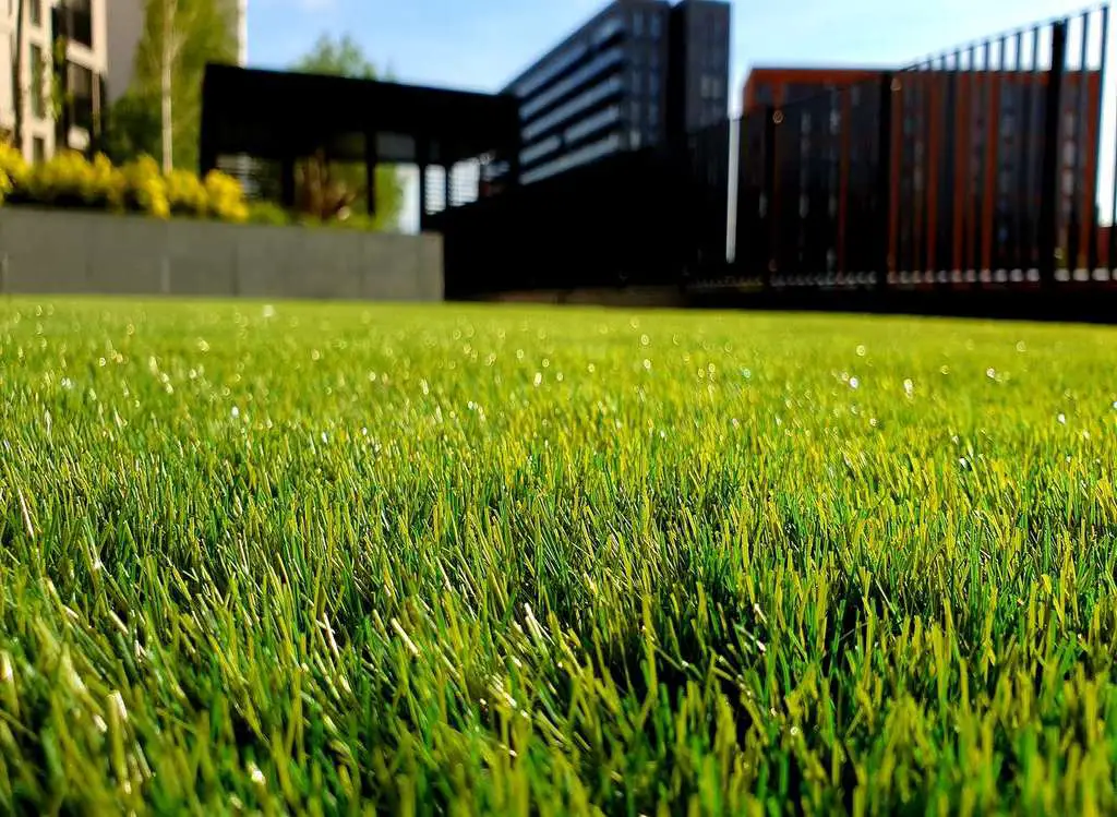 improve your lawn