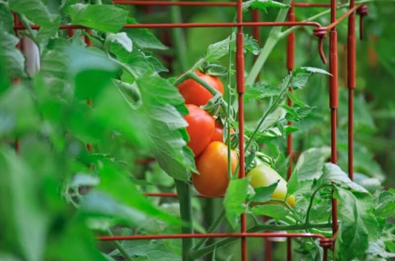 tomato plants cages support