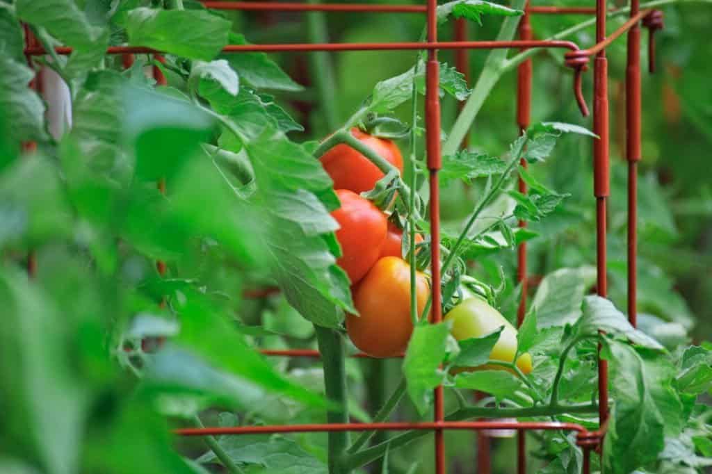 tomato plants cages support