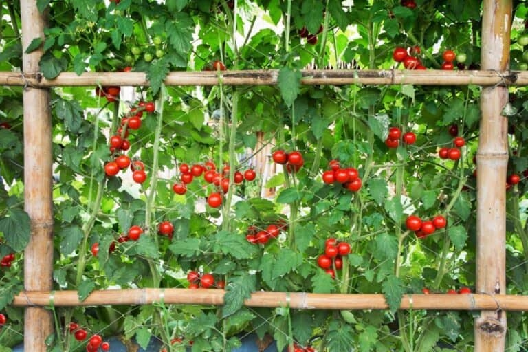Tomato Plants Fence Support: Why It’s Needed, Advantages & Disadvantages