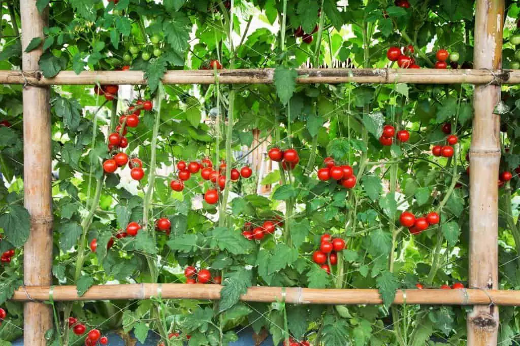 tomato plants fence support