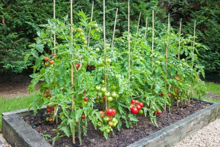 Staking Tomato Plants: Tips and Tricks for Easy and Effectife Way To Do It