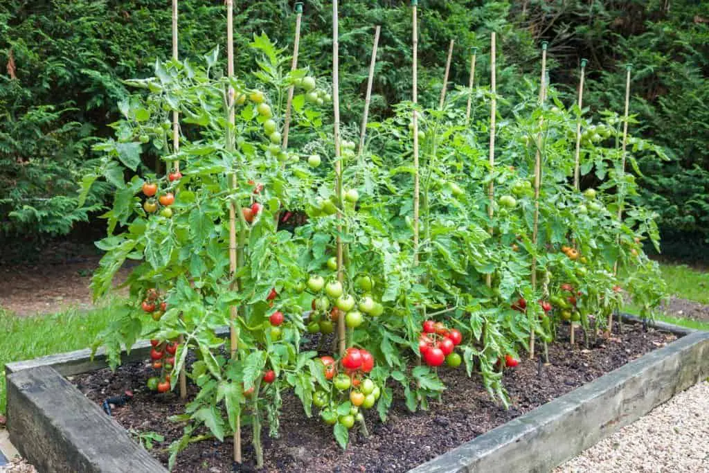 tomato plants stake support