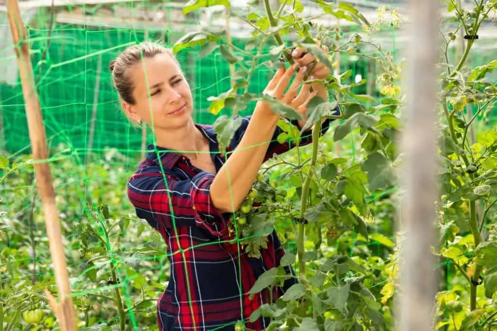 tomato plants trellis support