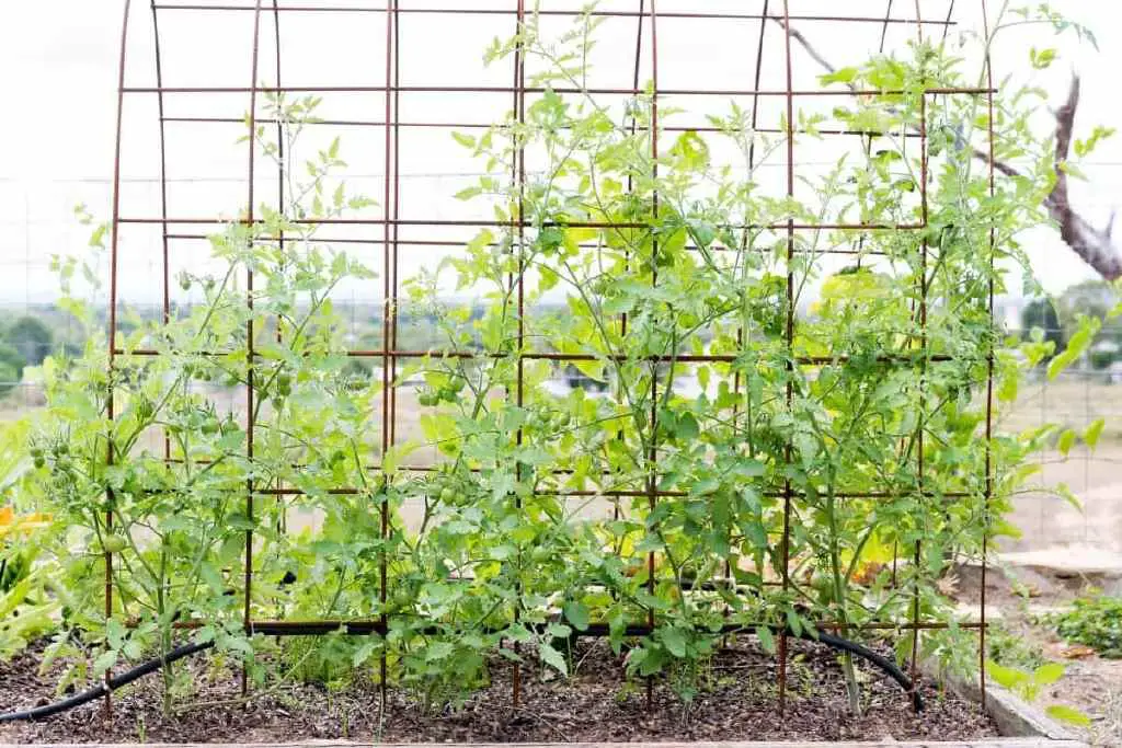 tomato trellis design ideas