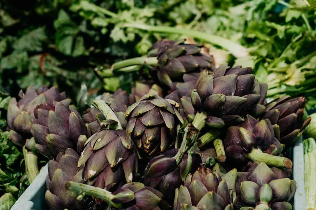 artichokes grow plant