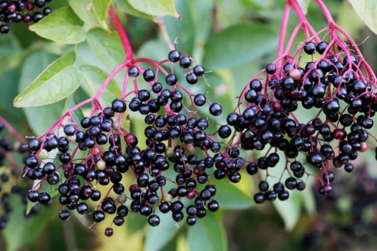 Where Does Elderberry Grow? Best Place to Plant Elderly Bushes