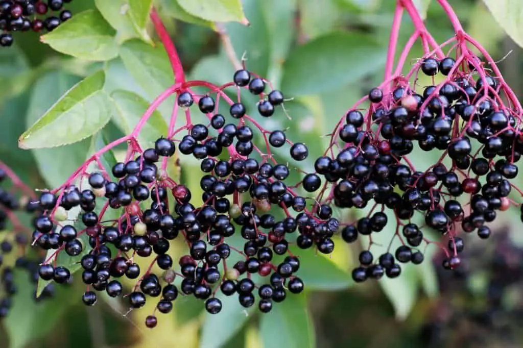 elderberry plant