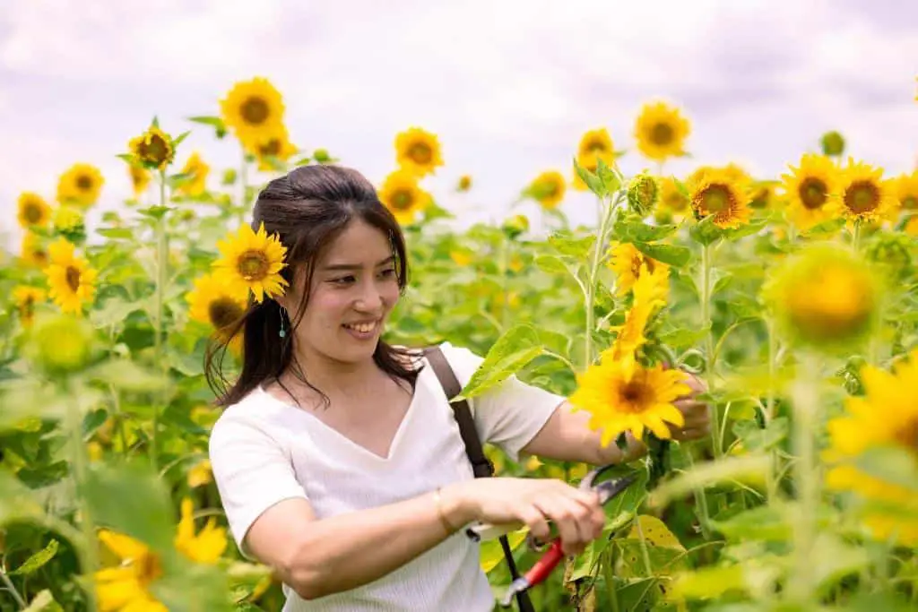 cutting sunflowers