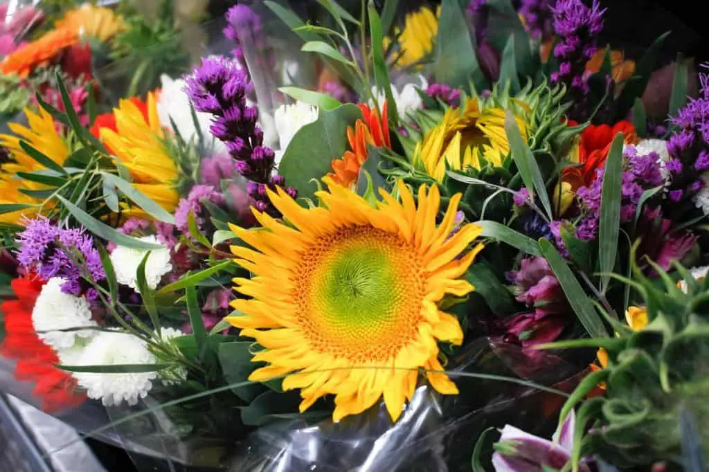 different types varieties sunflowers