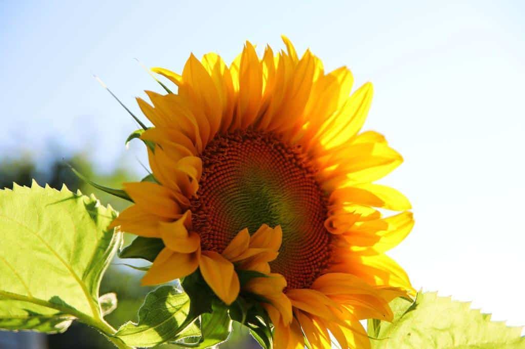 giant wild sunflower