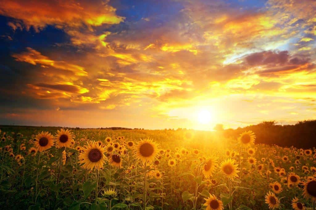 sunlight and sunflowers