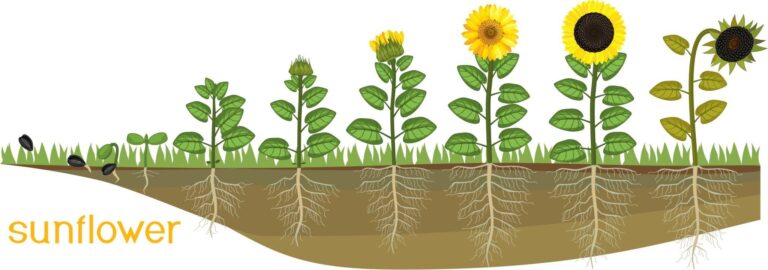 Sunflowers Plant Growth Stages Life Cycle: How Fast It Grows?