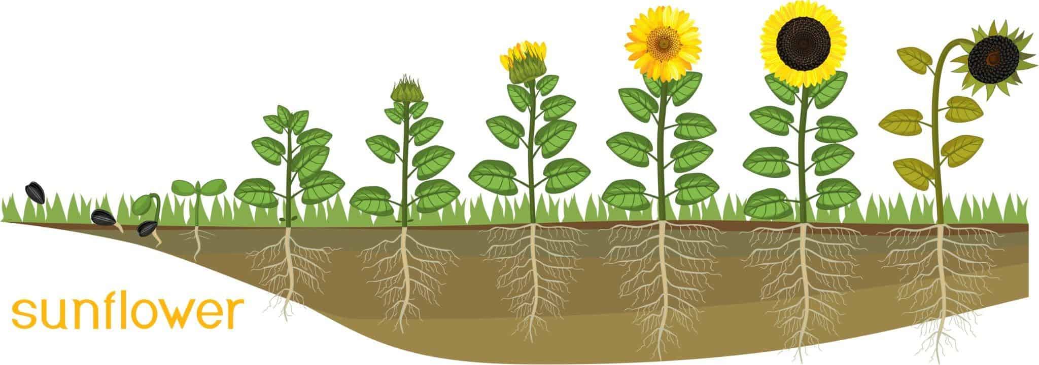 sunflowers stage life cycle