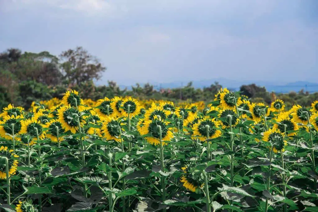 sunflowers-bloom-in-winter