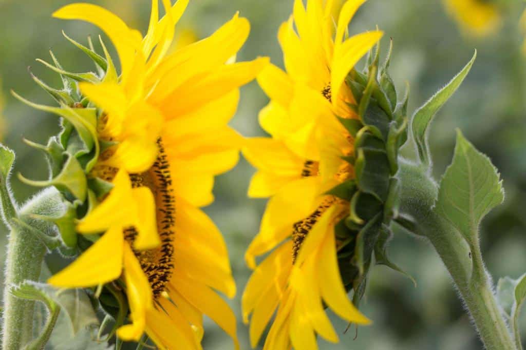 sunflowers facing each other