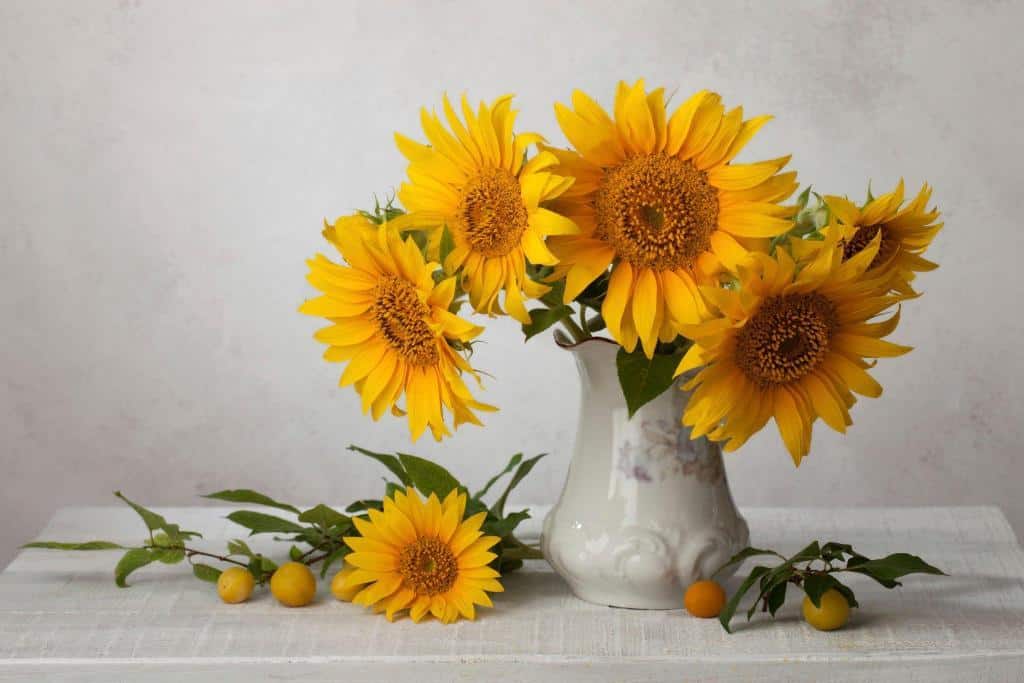 sunflowers in a vase