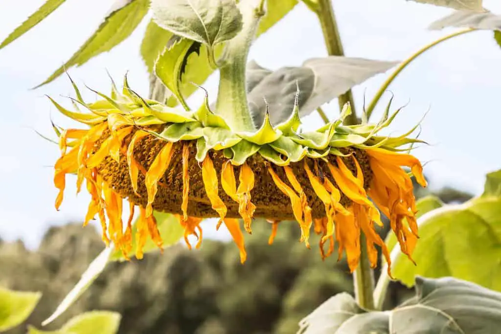 sunflowers leaves heads drooping