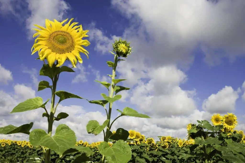 sunflower how long bloom