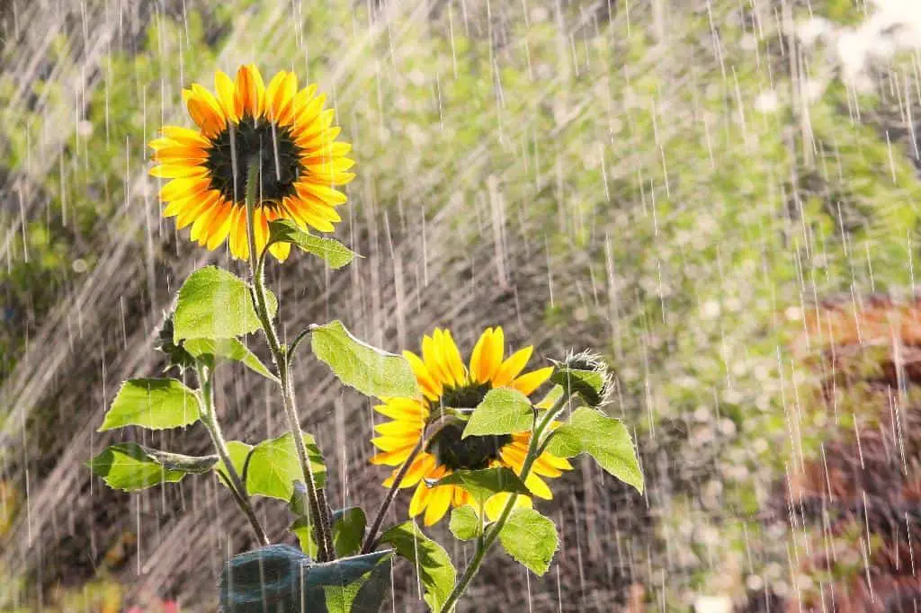 watering sunflowers