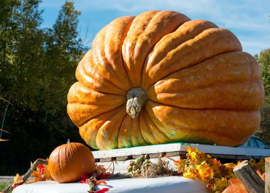 giant pumpkins for contest