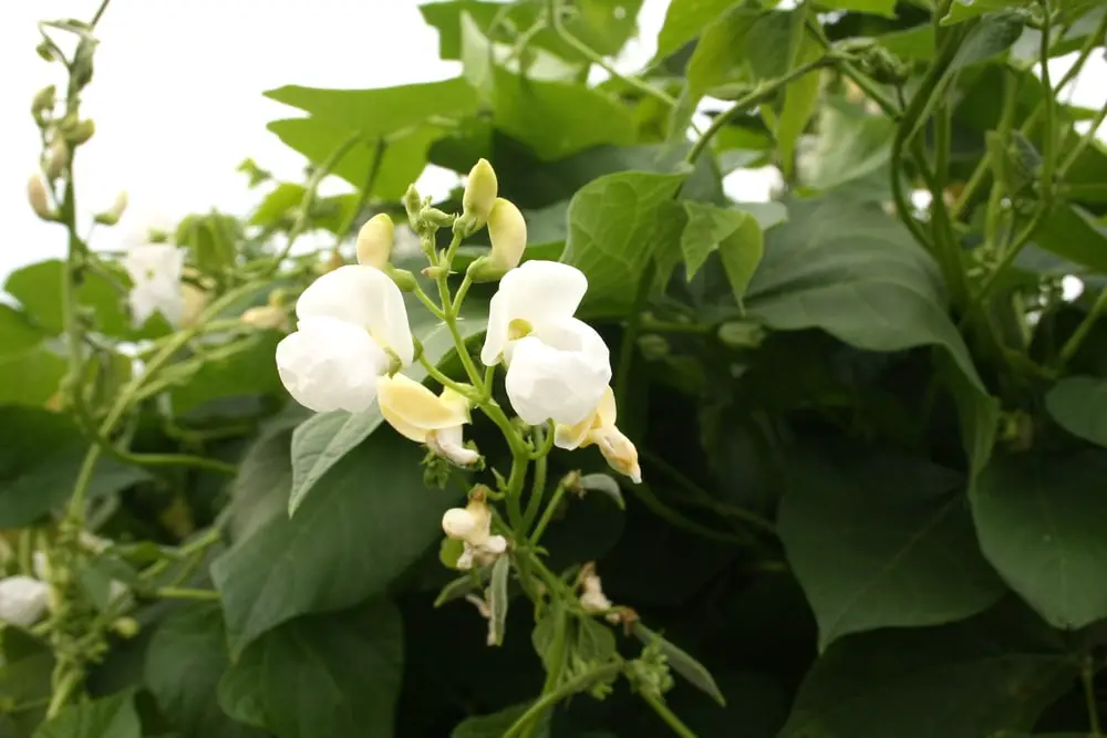 green beans flowering