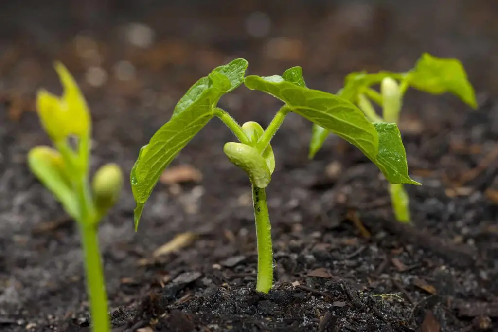 green beans germination