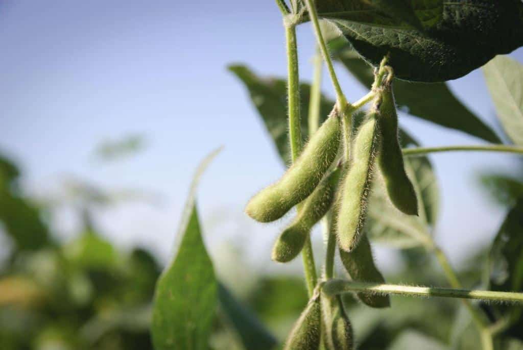 green beans growing