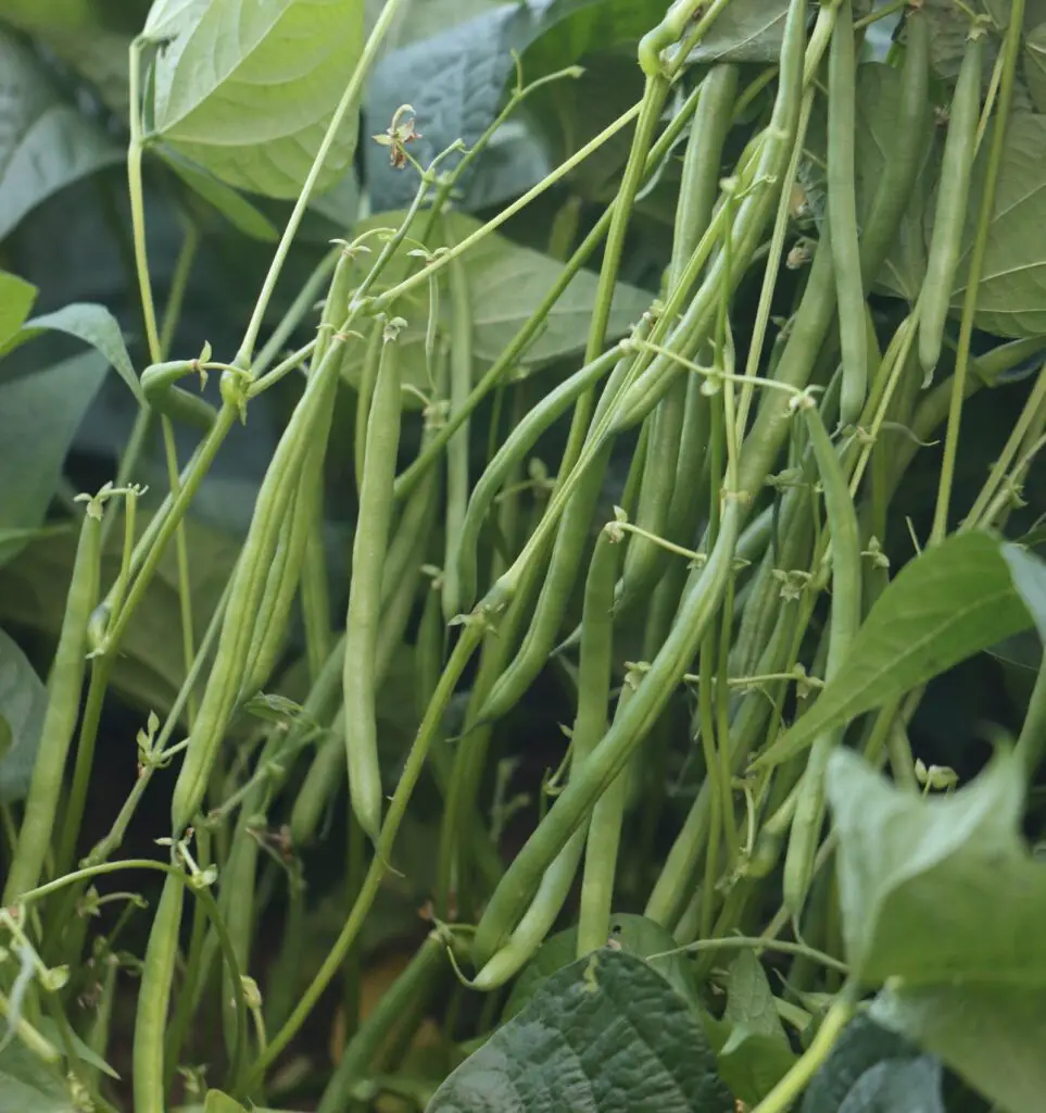 green beans maturation