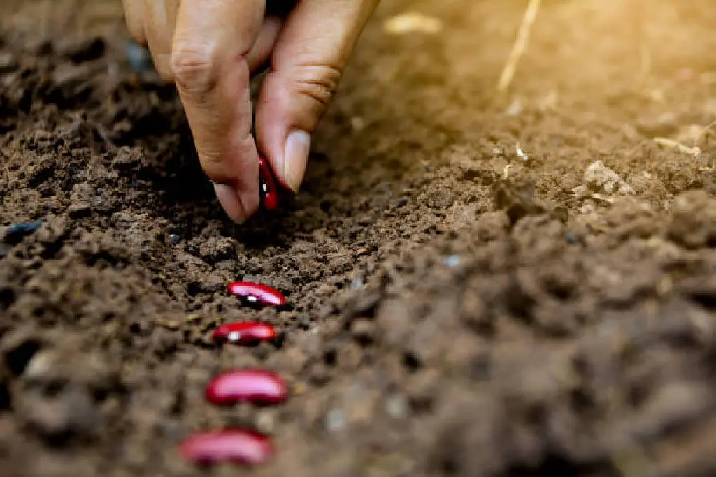 green beans planting seeds