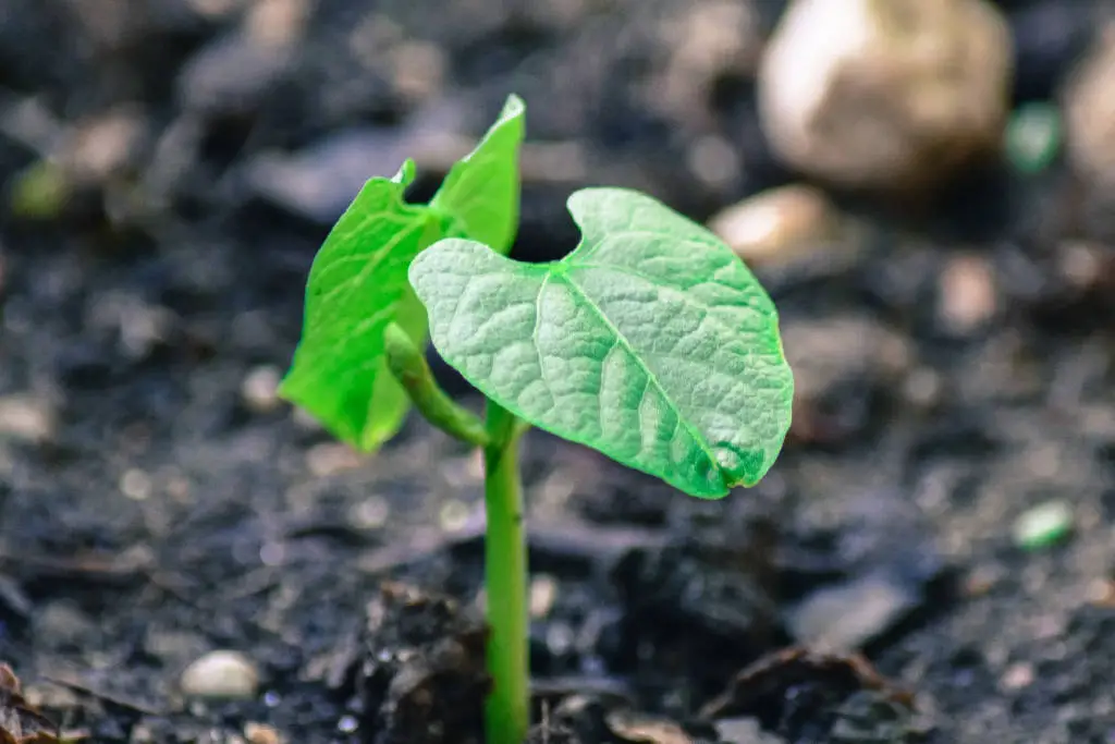 green beans seedlings