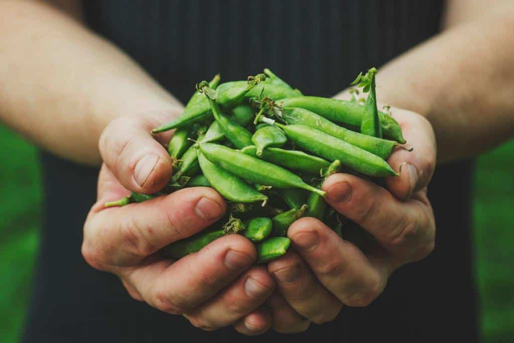 holding green beans