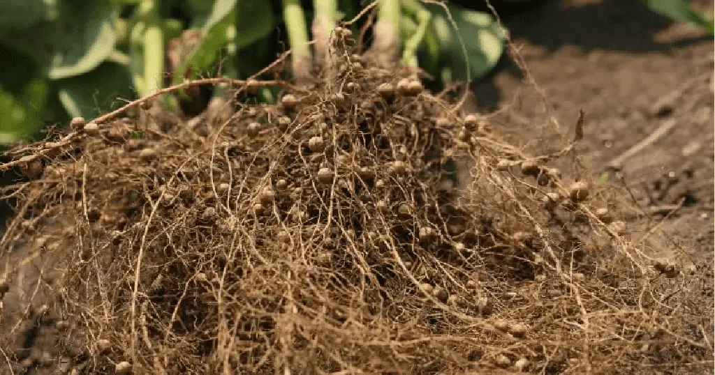 root nodules plants root system
