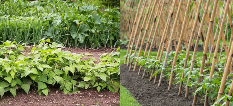 Differences Between Bush Beans and Pole Beans (Which One for Your Garden?)