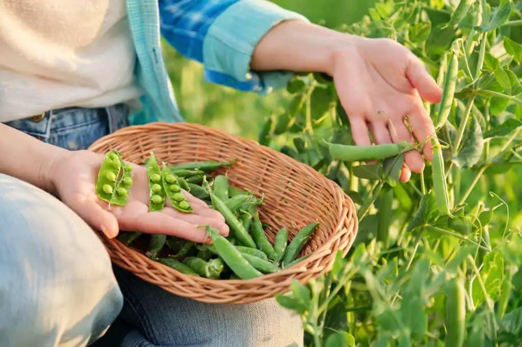 green beans harvest